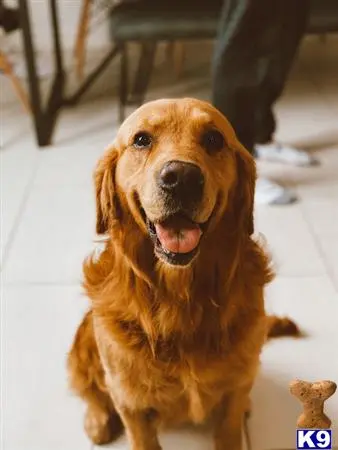 Golden Retriever stud dog