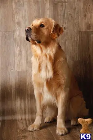 Golden Retriever stud dog