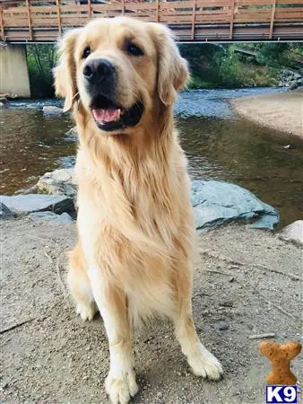 Golden Retriever stud dog