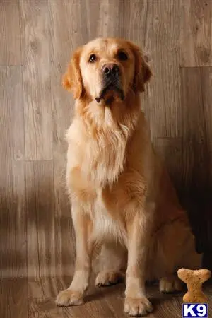 Golden Retriever stud dog