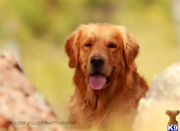 Golden Retriever stud dog