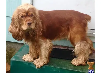 Cocker Spaniel stud dog: a cocker spaniel dog sitting on a mat