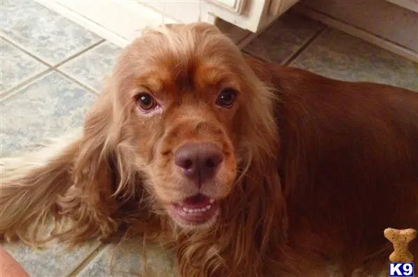 Cocker Spaniel stud dog: a cocker spaniel dog lying on the ground