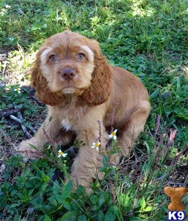 Cocker Spaniel stud dog: a cocker spaniel dog sitting in the grass