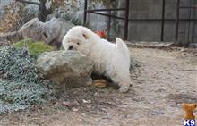 chow chow puppy posted by vickielithana69