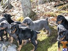 doberman pinscher puppy posted by vickielithana69