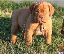 dogue de bordeaux puppy posted by vickielithana69