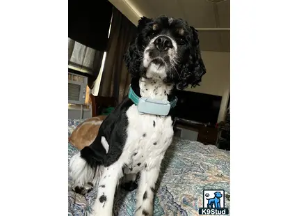 American Cocker Spaniel stud dog: a american cocker spaniel dog sitting on a bed
