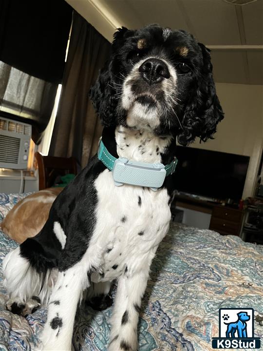 a american cocker spaniel dog sitting on a bed