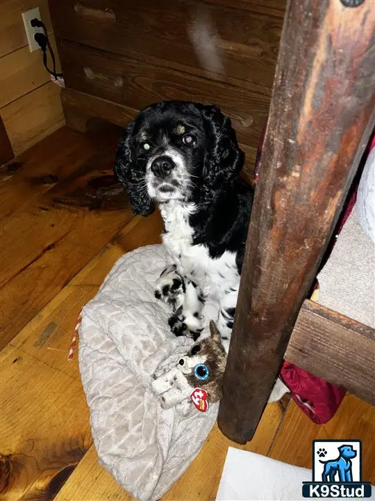 American Cocker Spaniel stud dog: a american cocker spaniel dog sitting on a american cocker spaniel dog bed