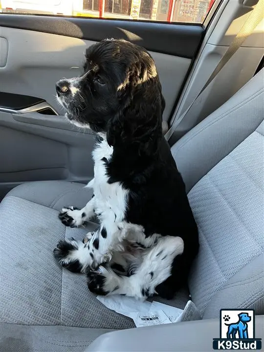 American Cocker Spaniel stud dog: a american cocker spaniel dog sitting in a car