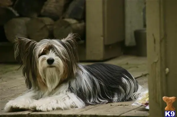 Biewer Yorkshire Terriers stud dog