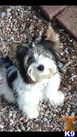 Biewer Yorkshire Terriers stud dog