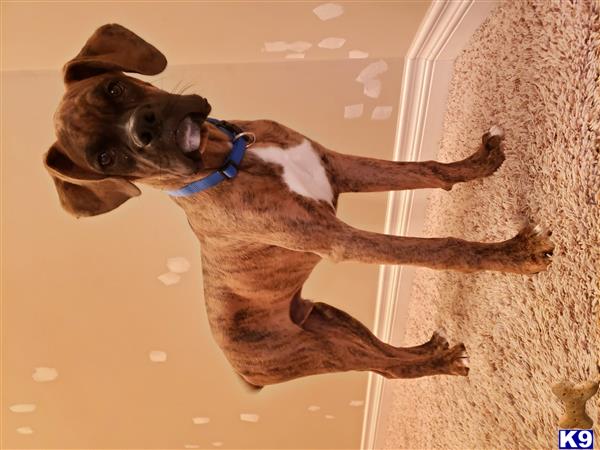 a boxer dog with a toy in its mouth