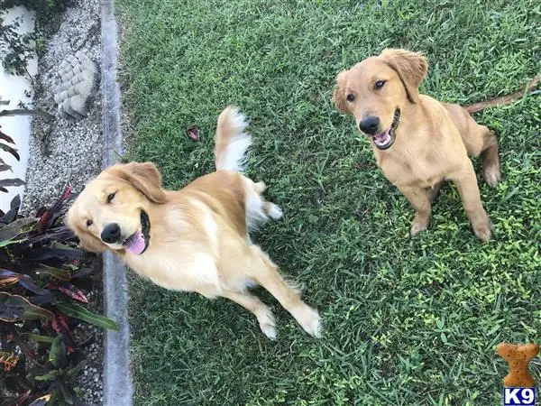 Golden Retriever stud dog