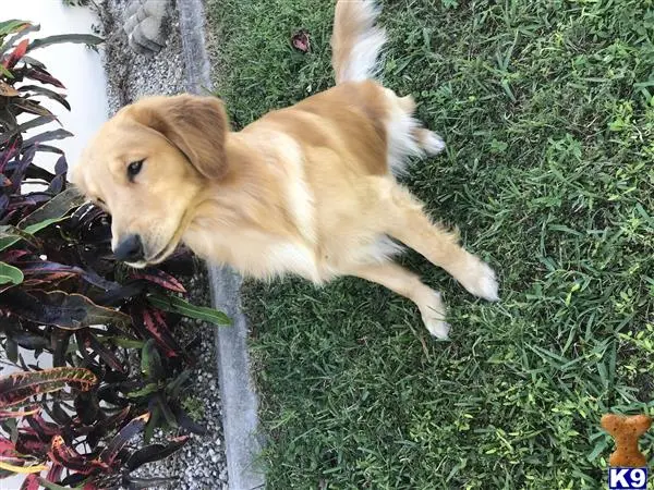 Golden Retriever stud dog