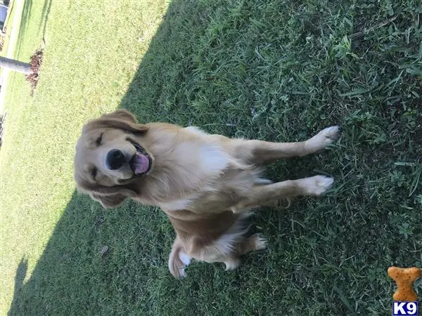 Golden Retriever stud dog