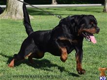 rottweiler puppy posted by victorin