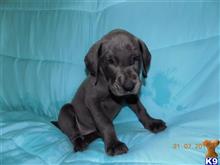 great dane puppy posted by vikingvalleymom