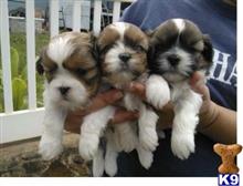 shih tzu puppy posted by viksmith