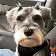 Viktor available Miniature Schnauzer puppy located in SPRINGFIELD