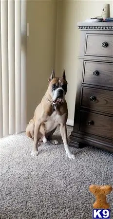 Boxer stud dog