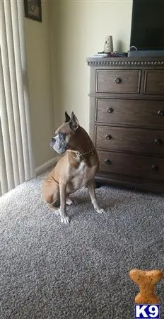 Boxer stud dog