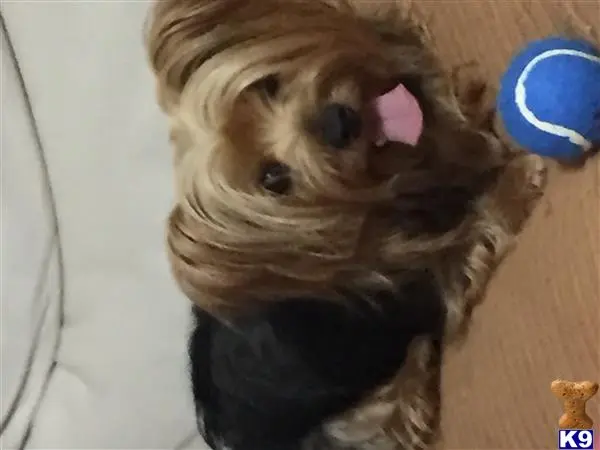 Yorkshire Terrier female dog