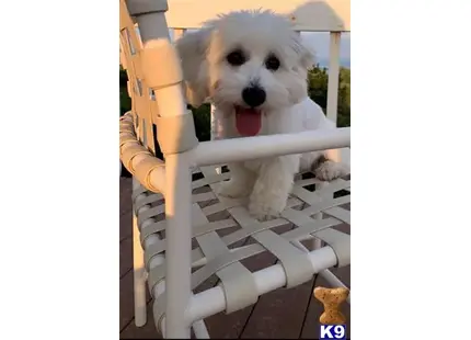 Coton De Tulear stud dog: a coton de tulear dog sitting on a chair