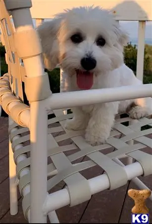 Coton De Tulear stud dog: a coton de tulear dog sitting on a chair