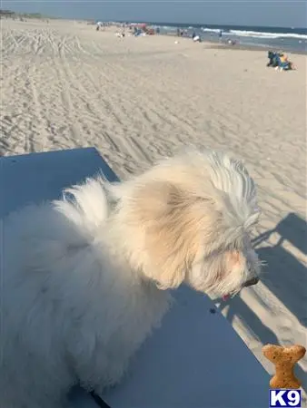 Coton De Tulear stud dog: a coton de tulear dog lying on a beach