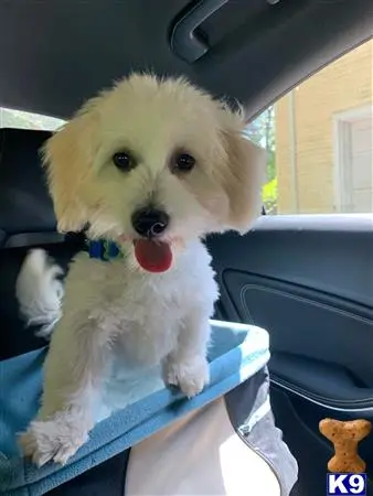 Coton De Tulear stud dog: a coton de tulear dog in a car