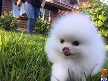 pomeranian puppy posted by vinmelton