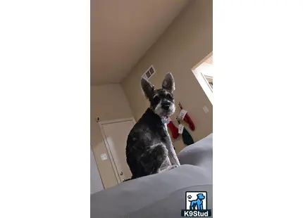 a miniature schnauzer dog wearing a garment