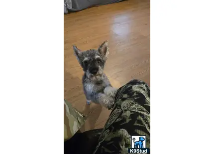a miniature schnauzer dog sitting on the floor