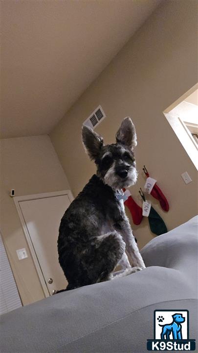 a miniature schnauzer dog wearing a garment