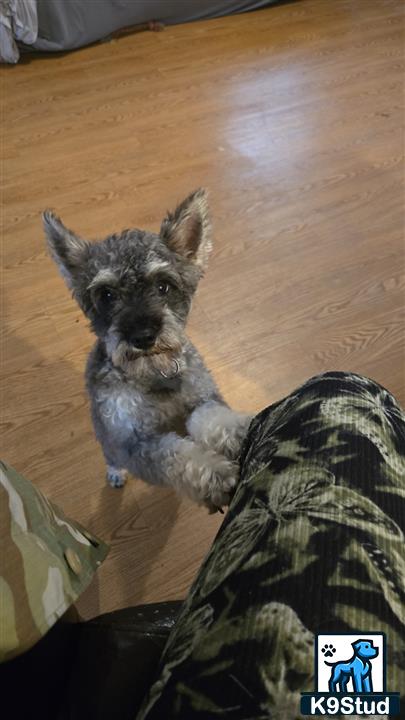 a miniature schnauzer dog sitting on the floor
