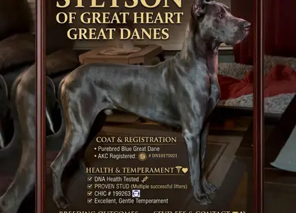 Great Dane stud dog: Purebred blue Great Dane standing proudly in a promotional setting