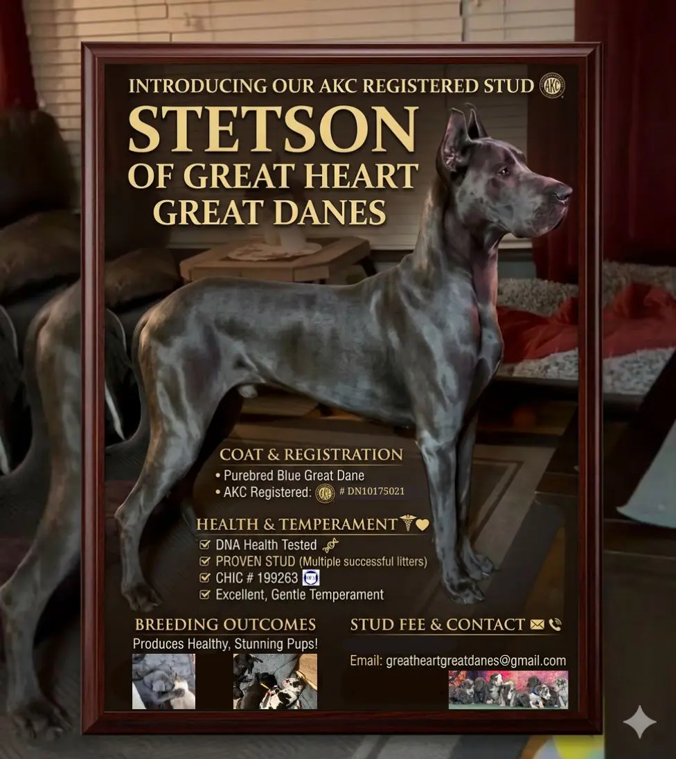 Great Dane stud dog: Purebred blue Great Dane standing proudly in a promotional setting