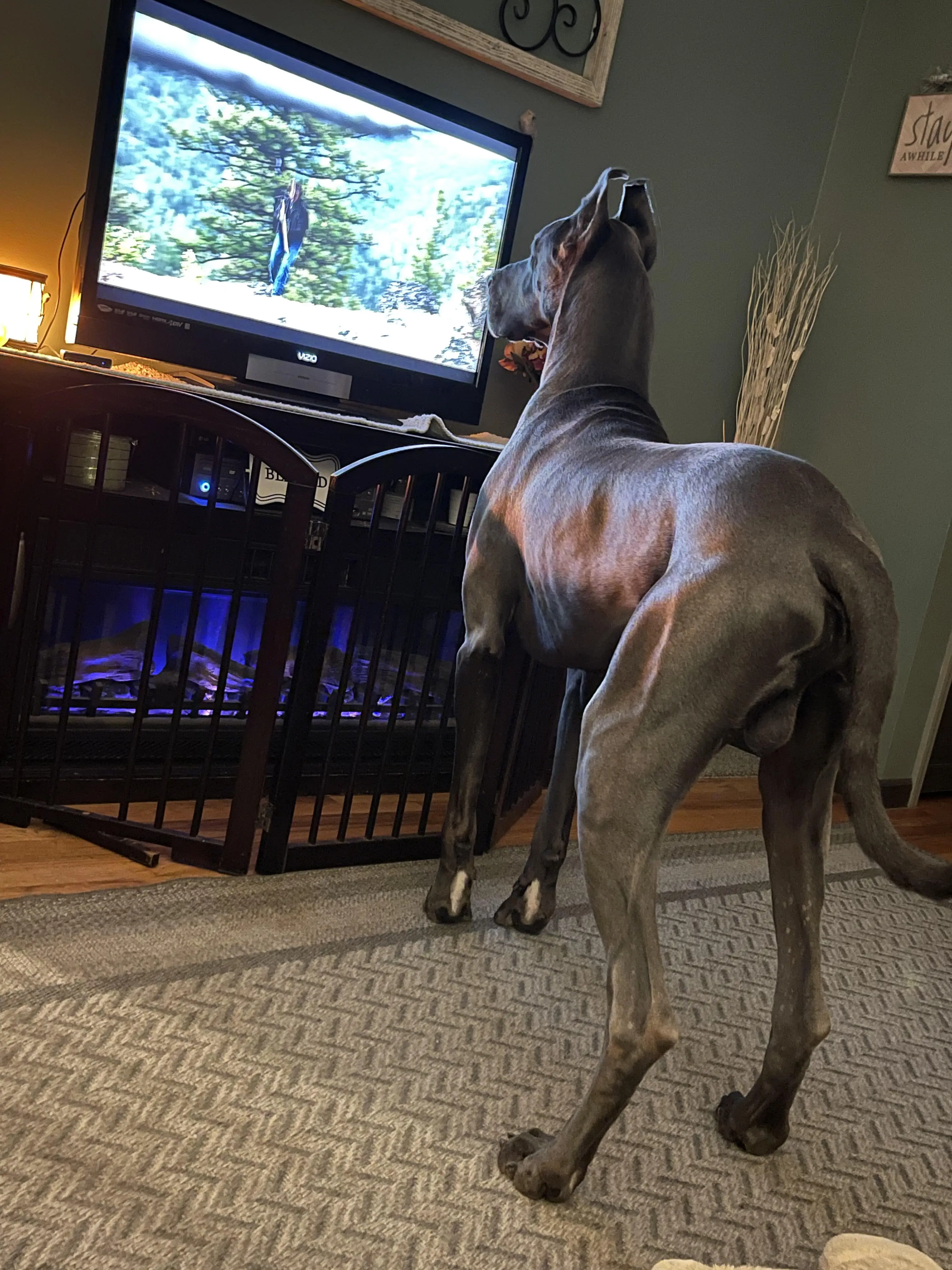 Great Dane stud dog: Great Dane watching television in a cozy living room setting