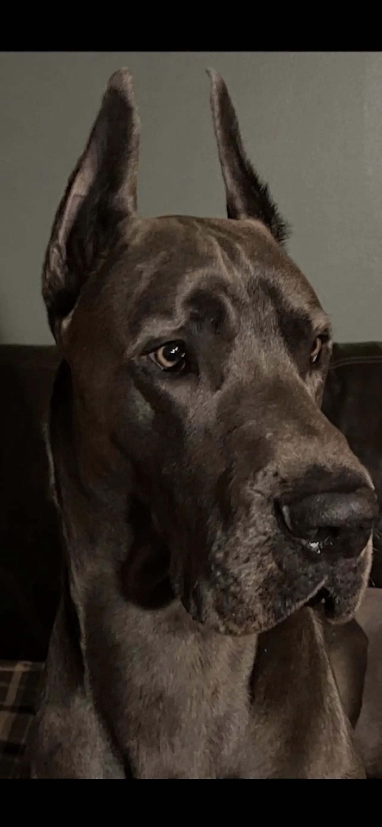 Great Dane stud dog: Gray Great Dane with cropped ears, sitting indoors