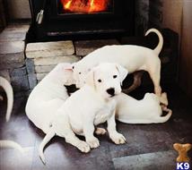 Dogo Argentino
