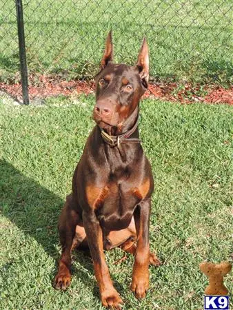 Doberman Pinscher