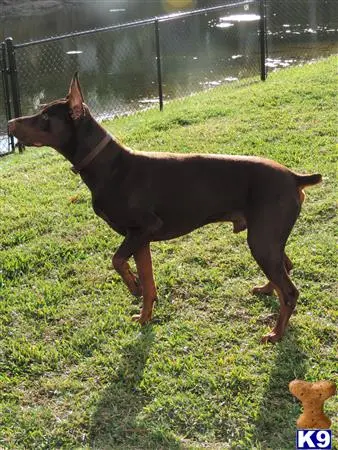 Doberman Pinscher stud dog