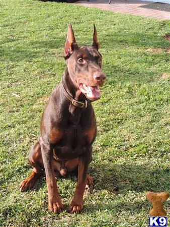 Doberman Pinscher stud dog