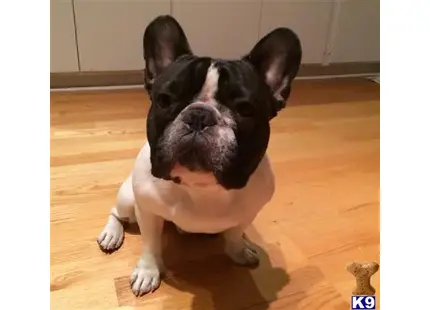 French Bulldog