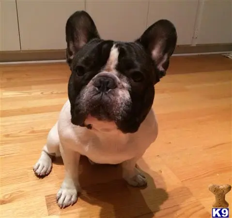 French Bulldog stud dog