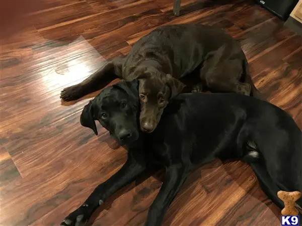 Labrador Retriever stud dog: a couple of labrador retriever dogs lying on a wood floor