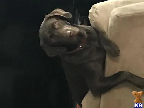 Labrador Retriever stud dog: a lizard on a rock