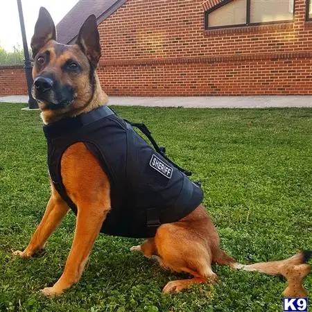 Belgian Malinois stud dog